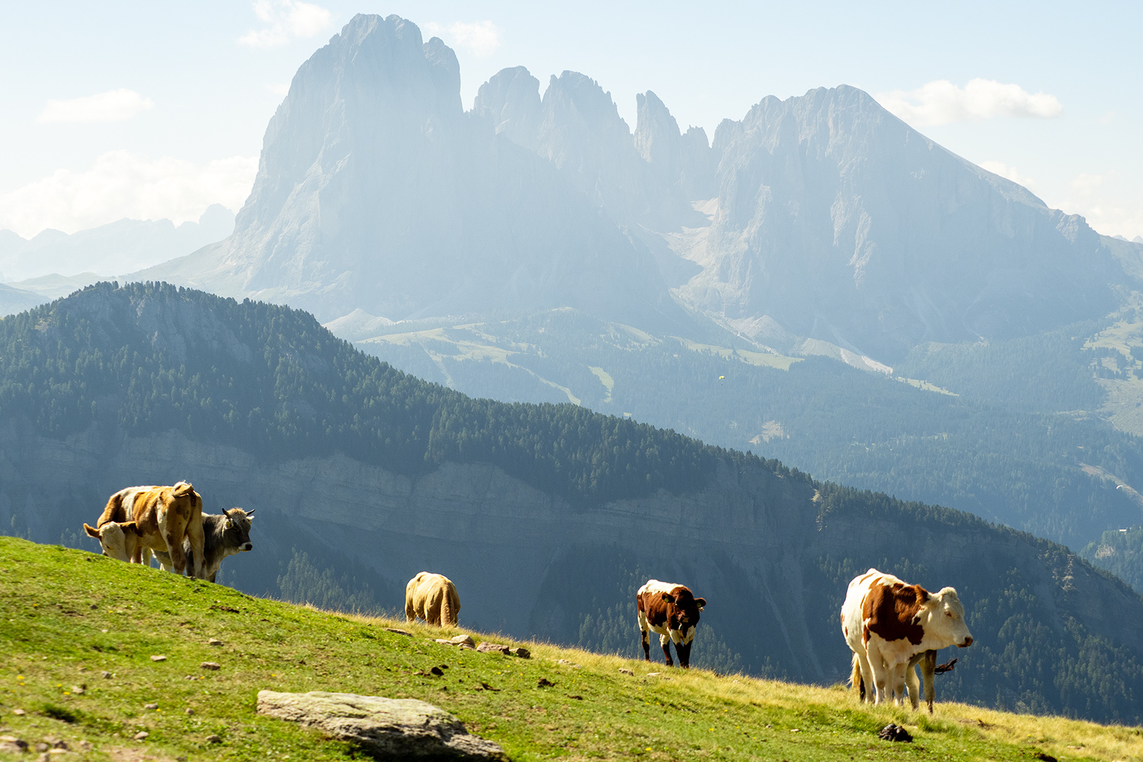 Cows and mountains at the Italian Dolomites